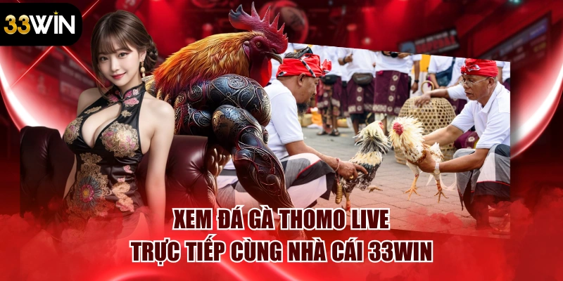 Xem Đá Gà Thomo Live – Trực Tiếp Cùng Nhà Cái 33win